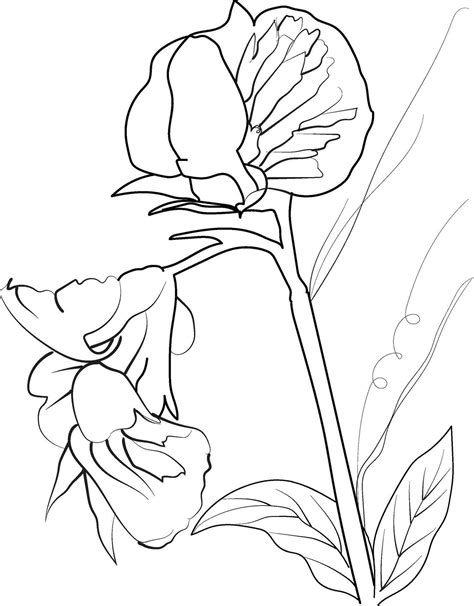 Sweet Pea Flower Drawing Easy Sweet Pea Flower Drawing Painting Sweet