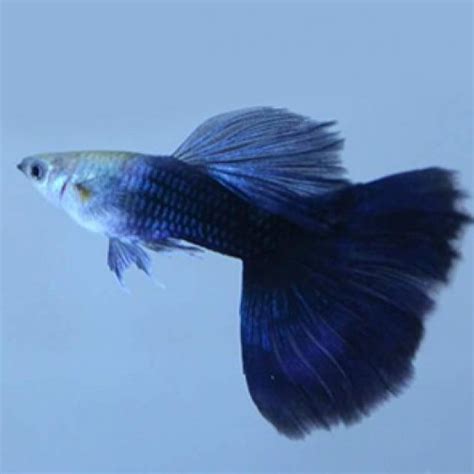 HB Blue Guppy Pair Buy Aquarium Plants And Aquarium Fishes Online