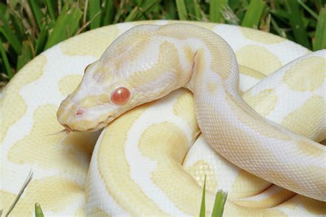 Albino Ball Python In Grass Photograph By David Kenny Pixels