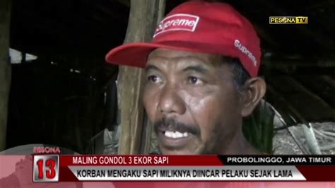 Pesona Maling Gondol Ekor Sapi Di Probolinggo Youtube