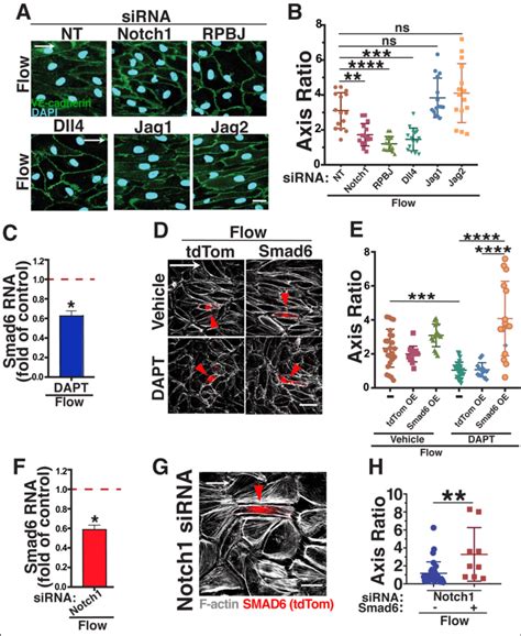 Smad Is Downstream Of Notch Signaling In Homeostatic Endothelial Cell