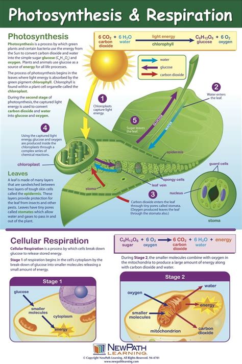 Cellular Respiration Equation And Photosynthesis - Worksheets