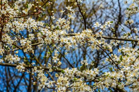 Yellow Plum Tree In Bloom Plum Tree In Blossom Stock Photo Image Of