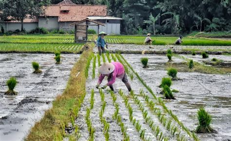 Petani Tebus Pupuk Subsidi Bisa Pakai Ktp Tanpa Kartu Tani