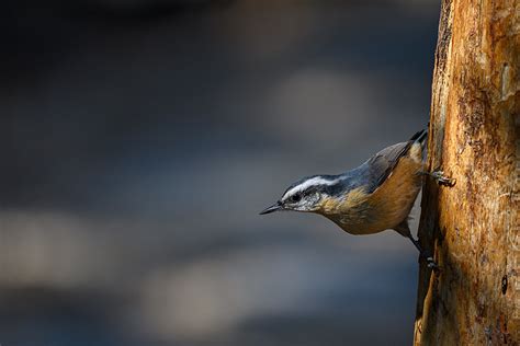 Red-Breasted Nuthatch – Eric Mitch Photography