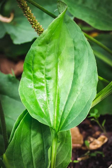 Plantain Plant