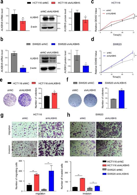 Knockdown Of Alkbh5 Promoted Proliferation Migration And Invasion Of