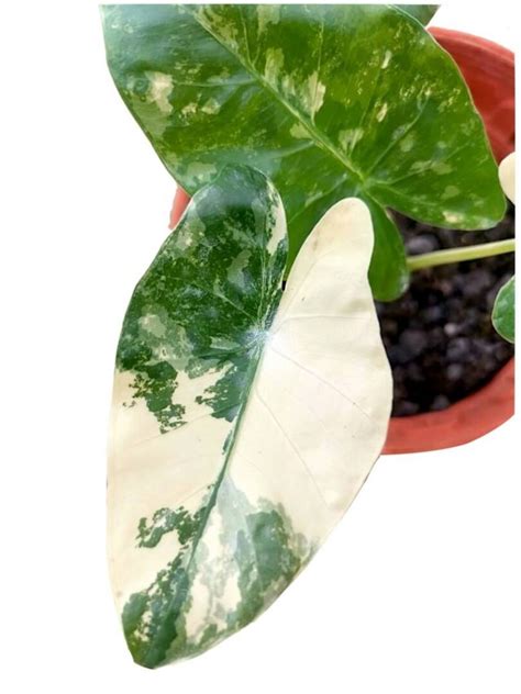 Alocasia Macrorrhiza Variegata » Exotic Foliage • Teo Joo Guan