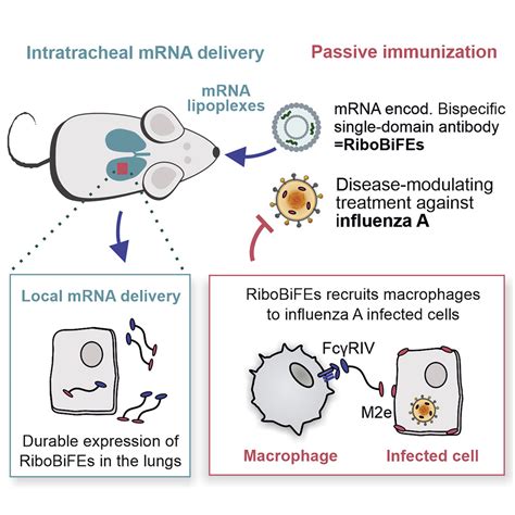 MRNA Encoding A Bispecific Single Domain Antibody Construct Protects