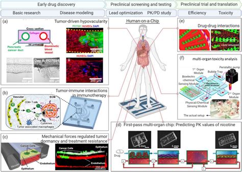 Example Of Application Of Organoids On A Chip For Early Drug