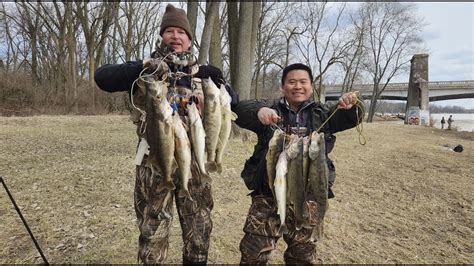 Maumee River Walleye Run 03 29 2023 YouTube