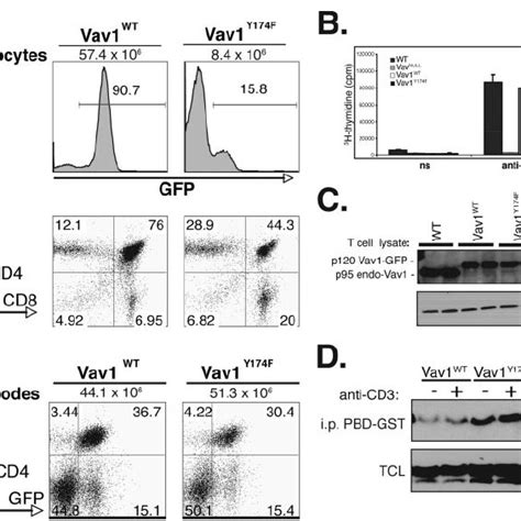 Vav1 Acidic Region Tyrosines Associate With Several Tcr Signaling