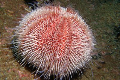 Fotogalerie Seeigel Unterwasser Welt Nordsee