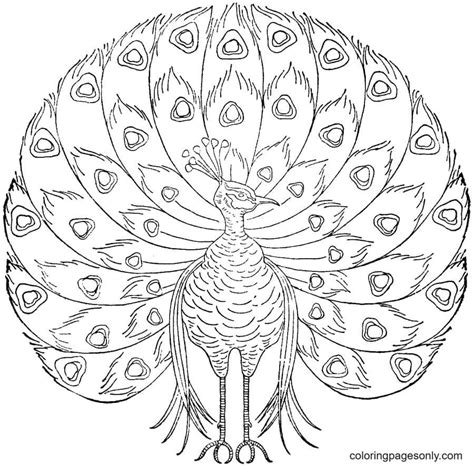 Beautiful Peacock Coloring Page Free Printable Coloring Pages