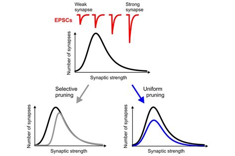 Biological Psychiatry Strength Of Excitatory Inputs To Layer