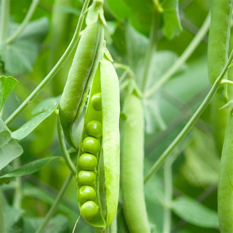 Field Peas For Cover Crops And Food Plots