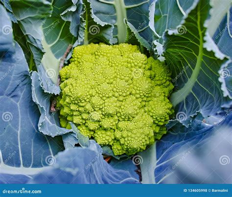 Organic Ripe Green Romanesco Broccoli Or Roman Cauliflower Broccolo