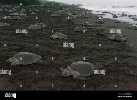 Olive Ridley Sea Turtle Lepidochelys Olivacea Females Coming Ashore And Returning To Sea