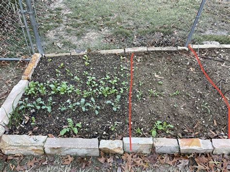 Demonstration Of The Effect Compost Has On Plant Growth R Composting