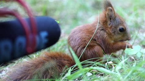 Cute Baby Red Squirrels