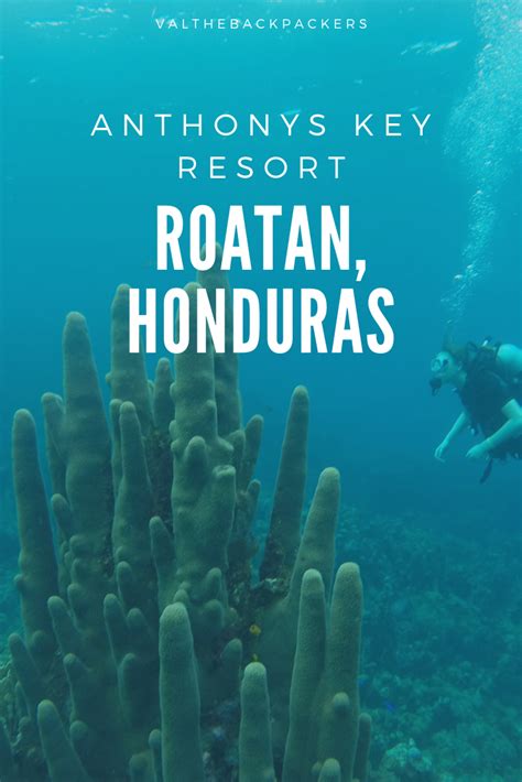 Scuba Diving in Roatan | Roatan, Honduras travel, Roatan honduras