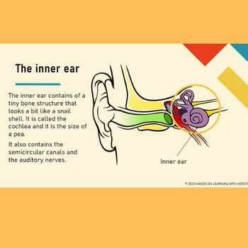 How Do Humans Hear Sound By Hands On Learning With Kerstin TPT