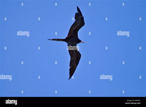 Adult Male Magnificent Frigatebird Fregata Magnificens Soaring Above