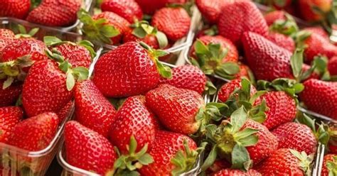 Maine developer proposes big strawberry farm in Cambria