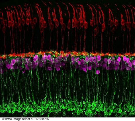 Neural Circuits In The Mouse Retina Cone Photoreceptors Red Allow