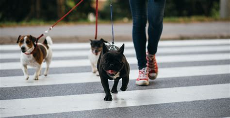 Cómo elegir a un paseador de perro Selecciones