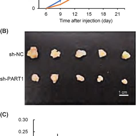 Downregulation Of Part Reduced Nsclc Tumour Growth In Vivo Sh Part