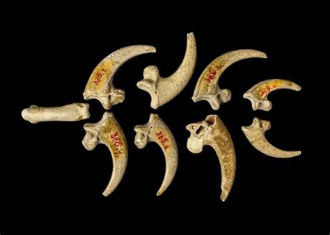 Eagle talon necklace made by Neanderthals found in Croatia | Tdnews