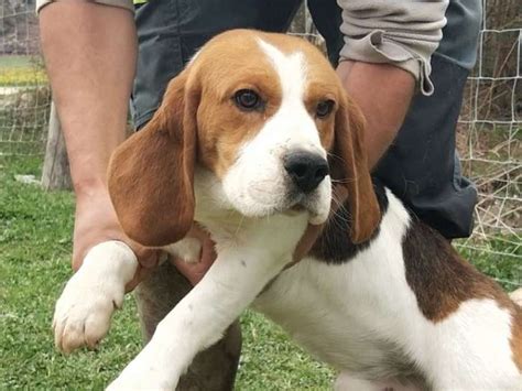 Etalon Beagle LOF Tricolore Disponible Pour Saillie Petite Annonce Chien