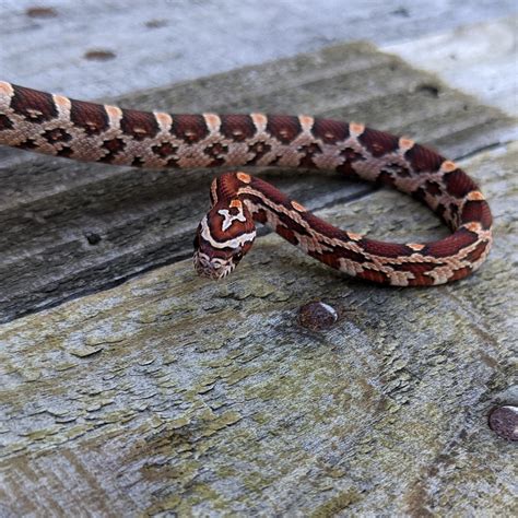 Classic (Okeetee Influence) Corn Snake by Crystal Colubrids - MorphMarket