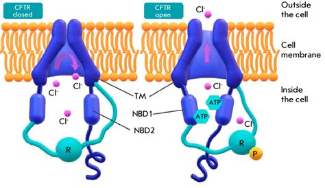 Schematic Representation Of A CFTR Protein In The Closed Left And