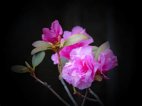 First Rhododendron Flowers Photograph By Mtbobbins Photography Fine