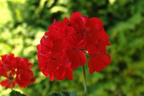 Fotografie 15254337414 rostliny Muškát Pelargonie Pelargonium