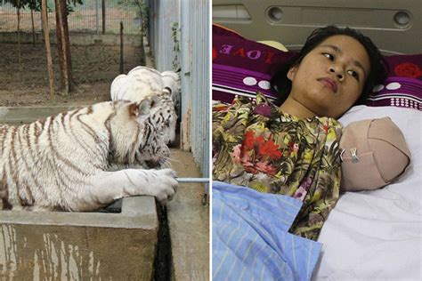 Tiger Bites Off Woman’s Arm In Central Vietnam, Zoo Tries To Cover It ...