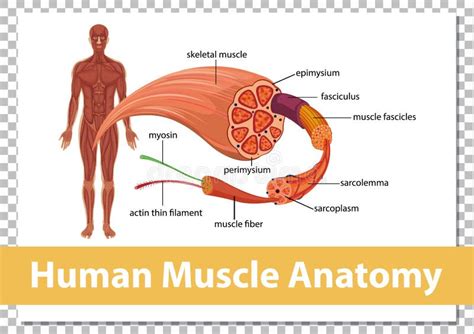 Human Muscle Anatomy with Body Anatomy Stock Vector - Illustration of ...