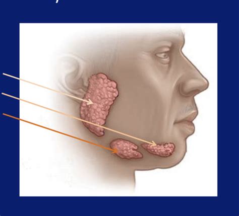 Saliva And Oral Health Flashcards Quizlet