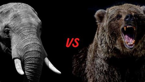 Elephant vs Bear (Who Would Win?)