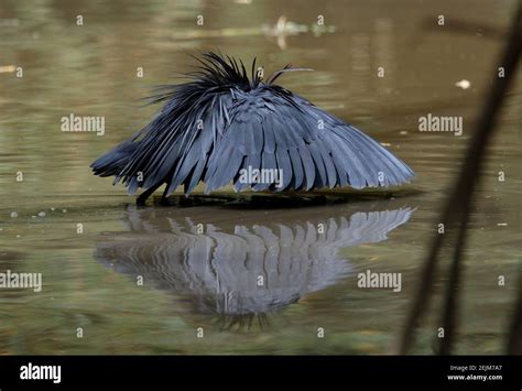 Black Heron Hi Res Stock Photography And Images Alamy