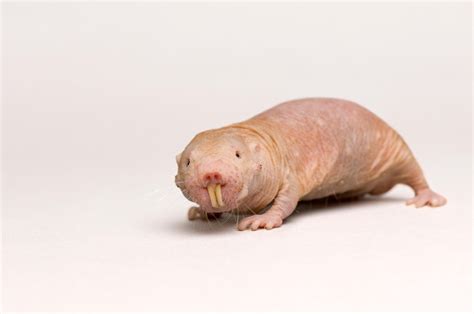 Naked Mole Rat Wallpapers Wallpaper Cave