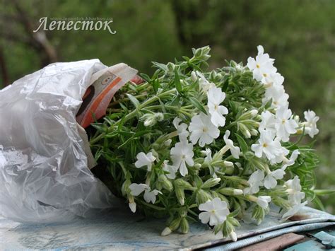 Флокс шиловидный - Садовые цветы - Лепесток - Любительское цветоводство