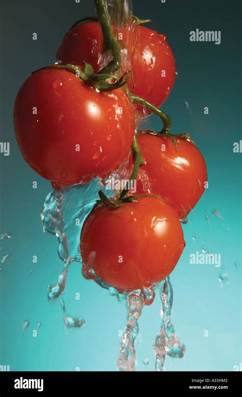 A Stem Of Fully Grown Tomatoes Under The Flowing Water Stock Photo Alamy