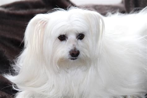 Facts About Maltese Dogs | ASPCA Pet Health Insurance