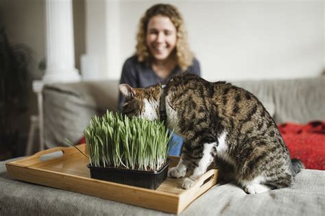 Happiness Overload: Cats and Catnip