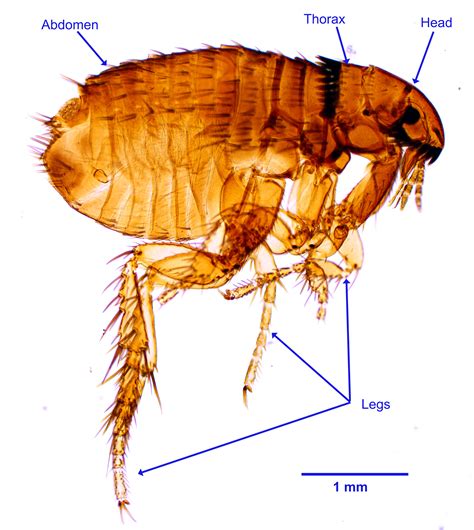 Ctenocephalides Felis Felis Cat Flea Ctenocephalides Felis Canis