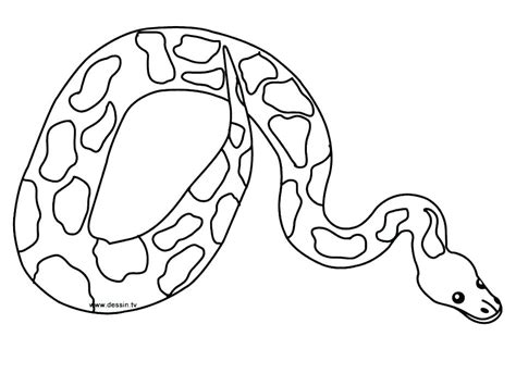 Anaconda Snake Drawing at GetDrawings | Free download