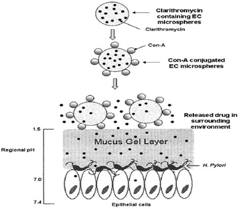 Mechanism Of Adhesion Of Clarithromycin Loaded Concanavalin A Ethyl